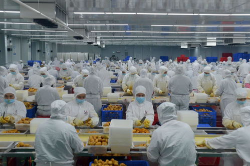 因勢利導貫通產加銷 深百協作共建農業產業化